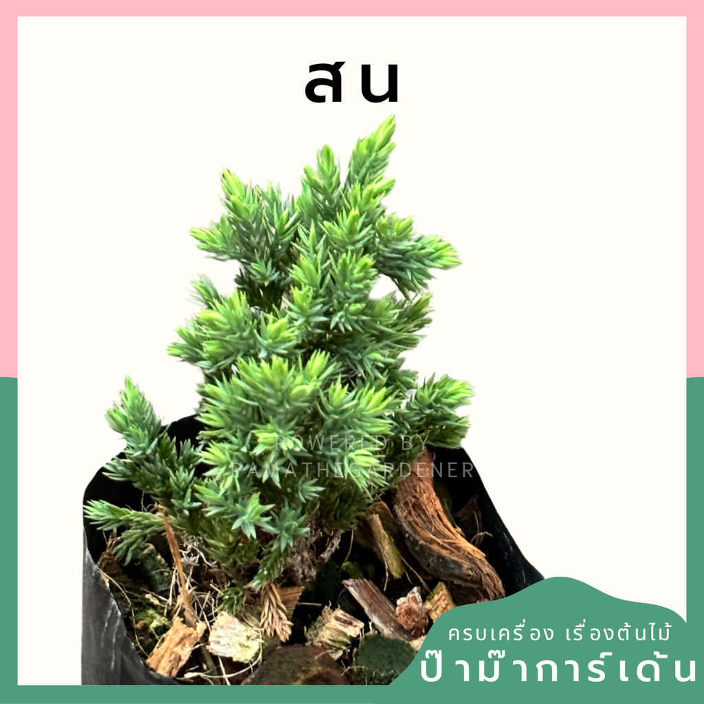 สนจูนิเปอร์แคระ ถุงดำ