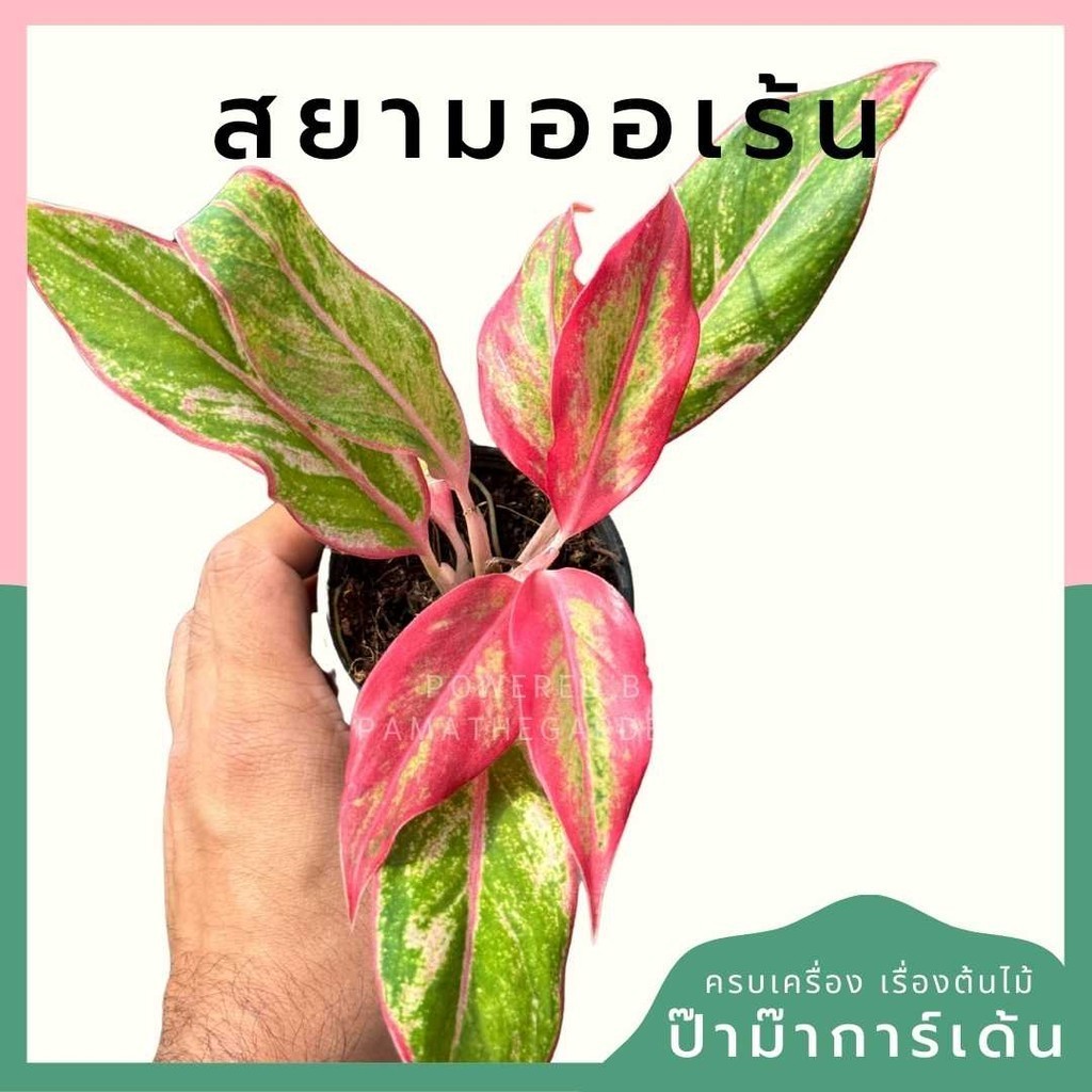 สยามออเร้น พร้อมกระถาง 3 นิ้ว