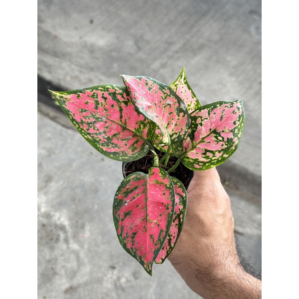 มุมมอง 2