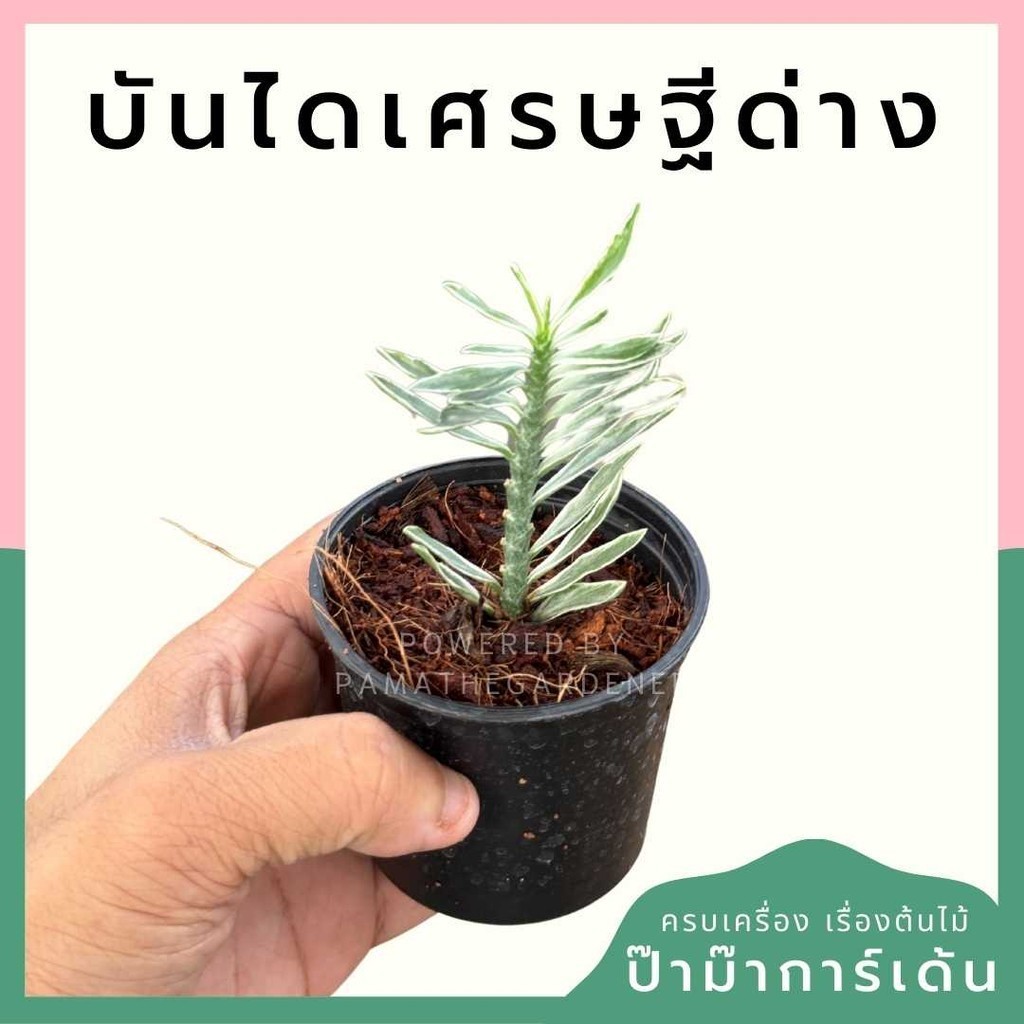 บันไดเศรษฐีด่าง พร้อมกระถาง 3 นิ้ว