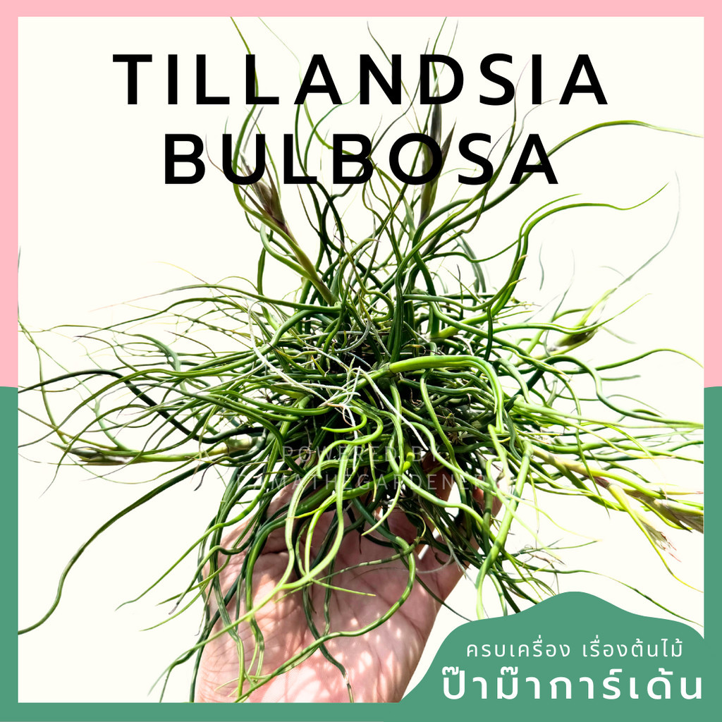ทิลแลนด์เซีย บัลโบซ่า Tillandsia bulbosa