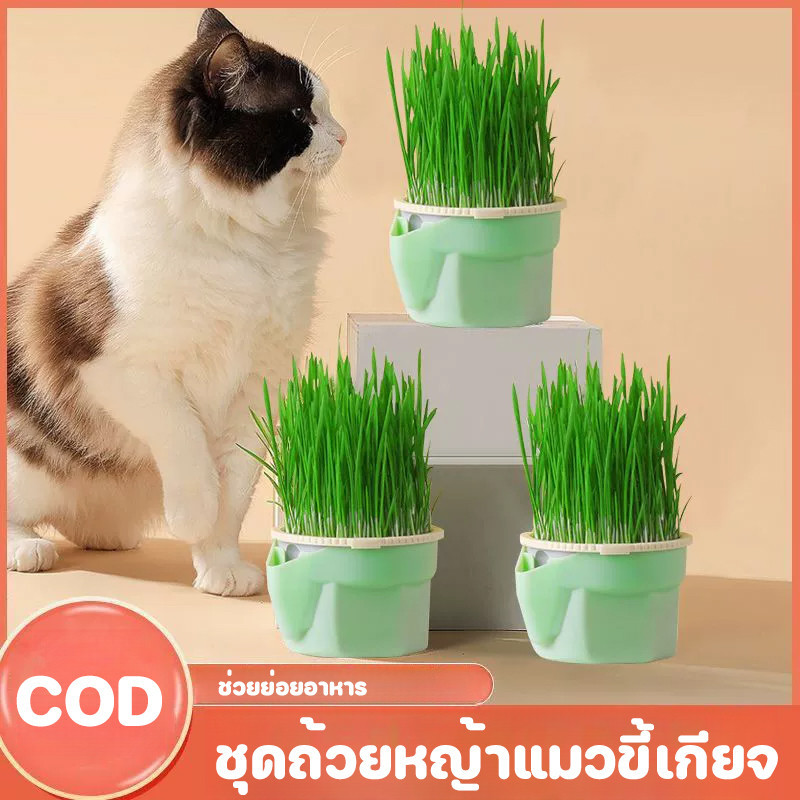 พร้อมแล้ว✅หญ้าแมว ออร์แกนิค ชุดปลูกข้าวสาลี ชุดปลูกหญ้าแมว ถาดเพาะต้นอ่อน เมล็ดพืช 4 แพ็ค นํากลับมาใช้ใหม่ได้