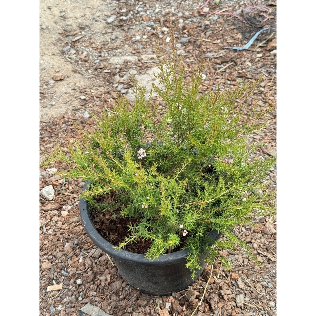 มุมมอง 4