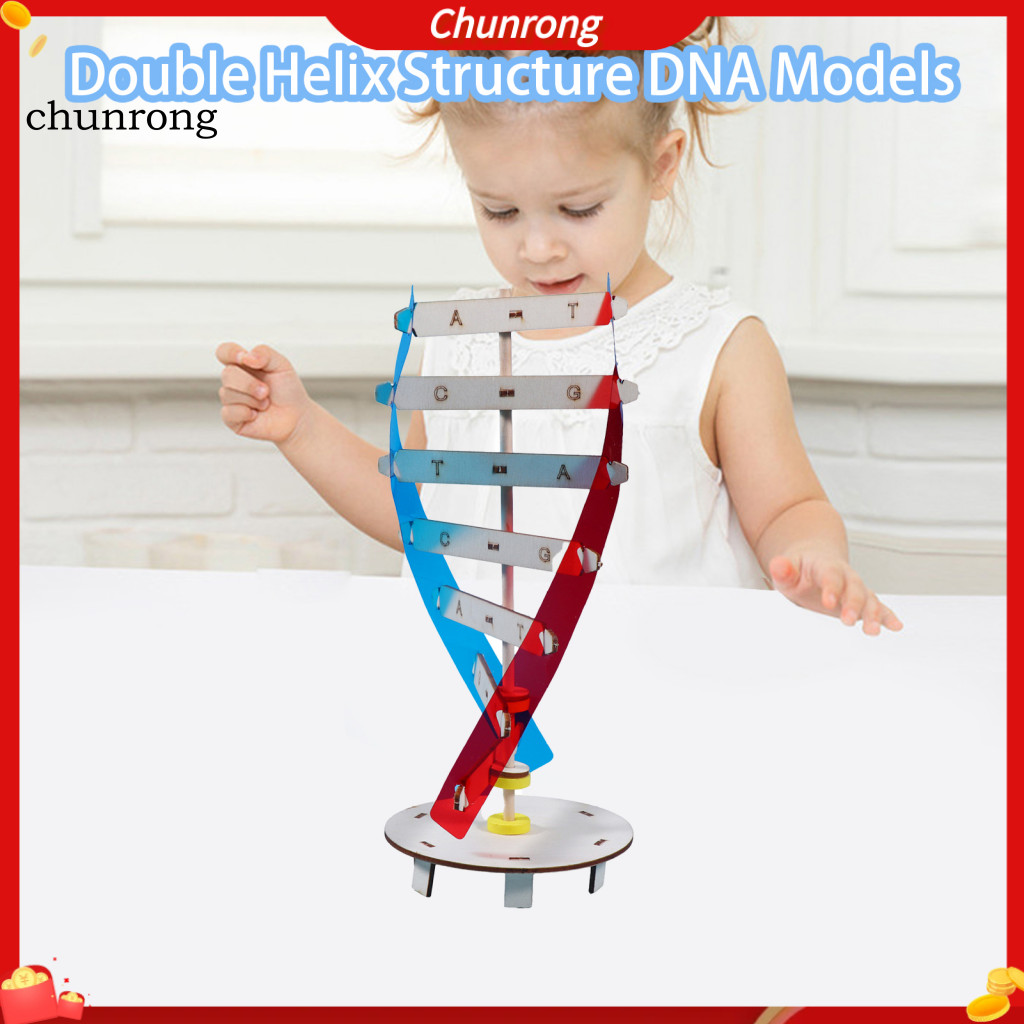 โมเดล DNA ไม้ 1 ชุด ของเล่นเด็ก โครงสร้างเกลียวคู่ DNA รุ่นการพัฒนาทางปัญญา