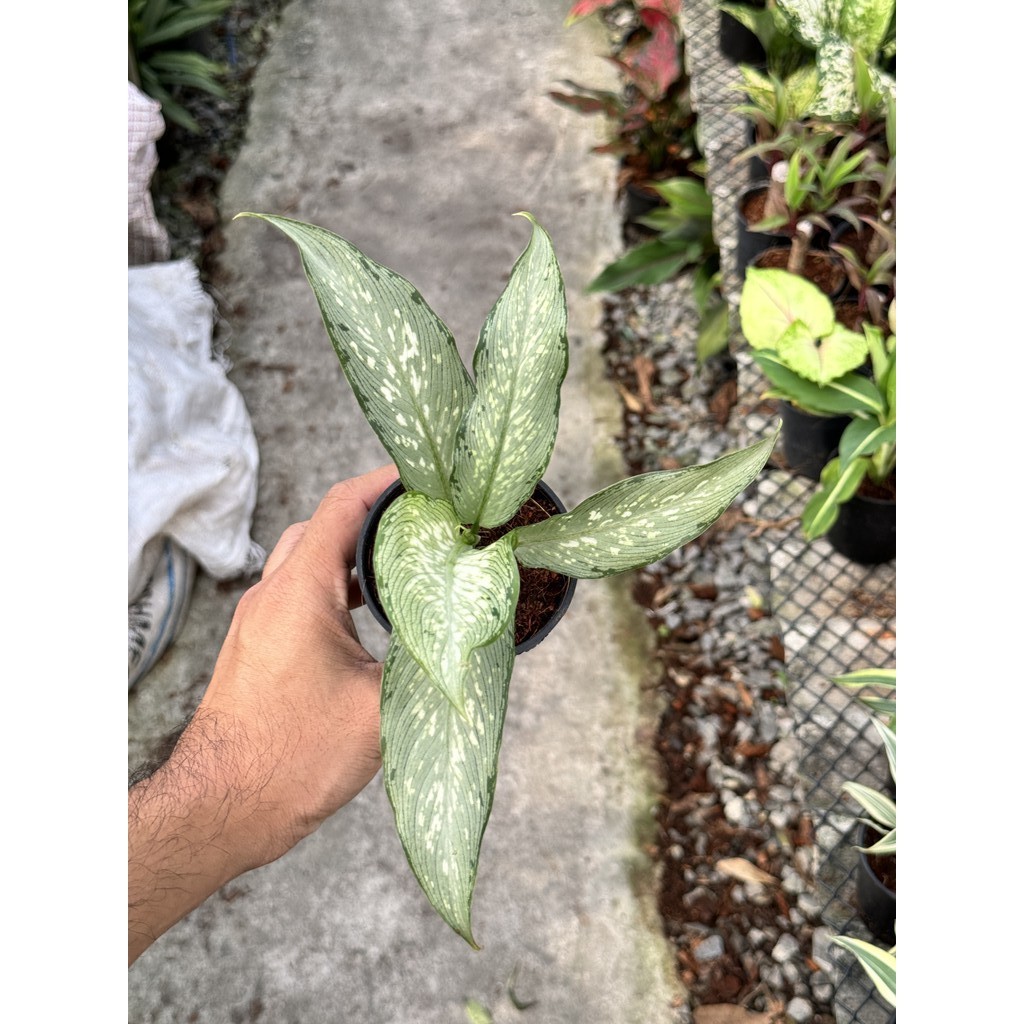 มุมมอง 2