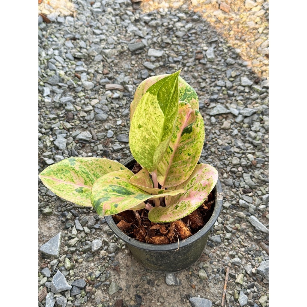 มุมมอง 2