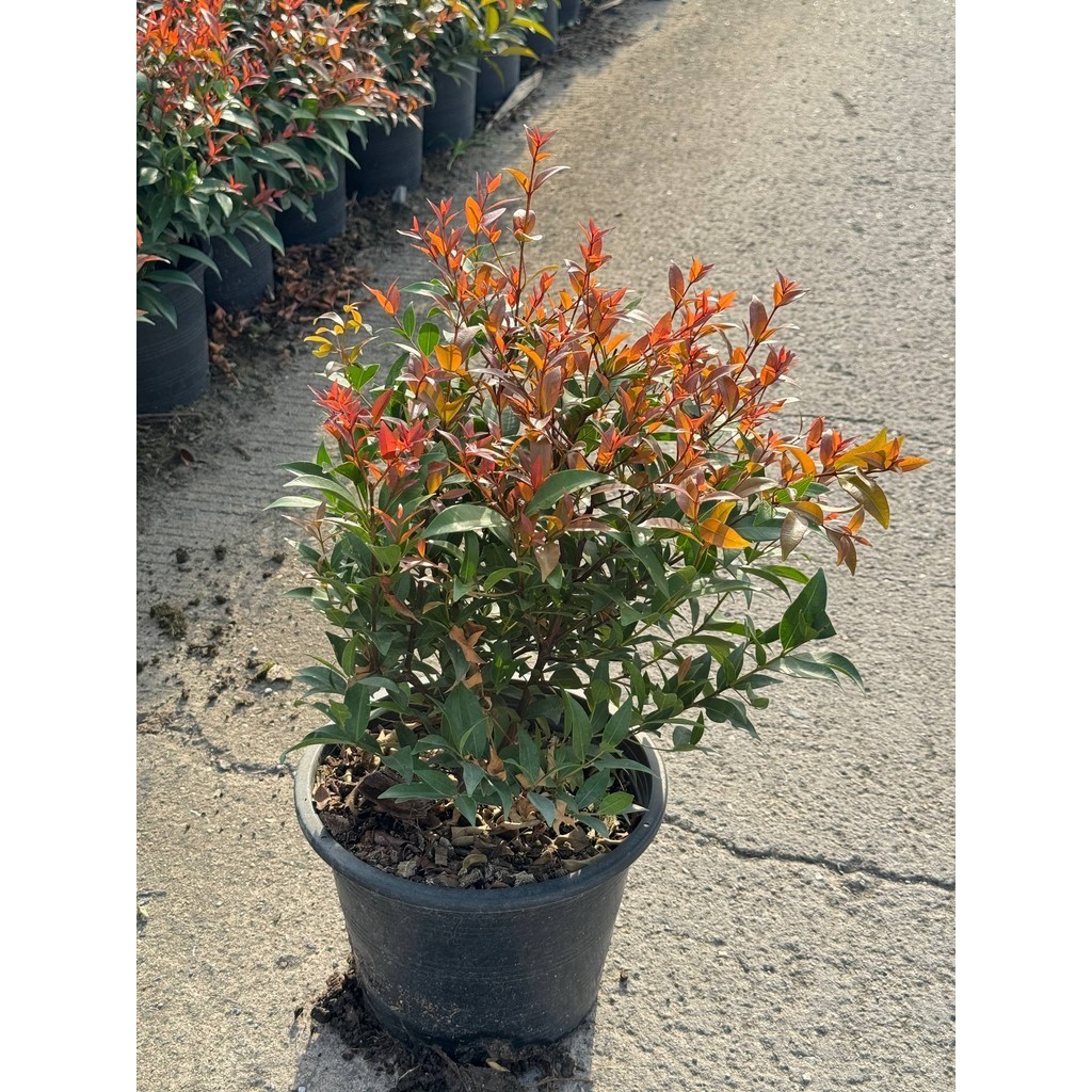 มุมมอง 4