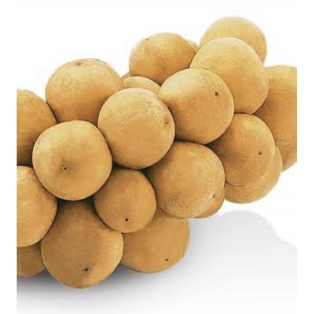 ต้นพันธุ์ ลอกกอง ตันหยงมัสแท้ ต้นพันธุ์แท้ สูงประมาณ 60 ถึง 70เซนติเมตร ต้นพันธุ์เสียบยอดติดสนิท ปลูก 3 ปี ให้ผลผลิตแล้ว - รูปที่ 5