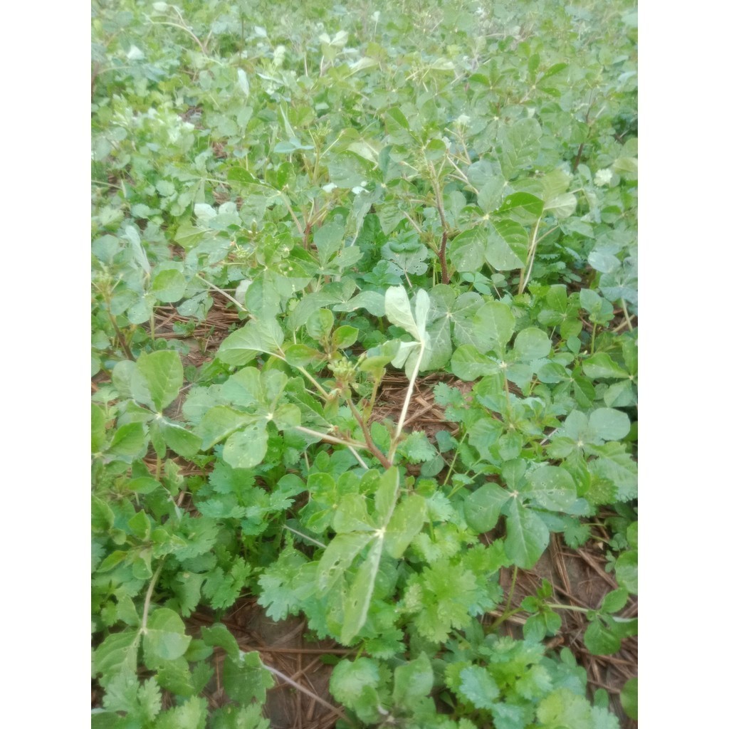 เมล็ดผักเสี้ยน 300-1000 เมล็ด ปลูกง่าย โตไวทนแล้ง มีคู่มือการปลูก [ซื้อ 10 แถม 1 คละได้ ]