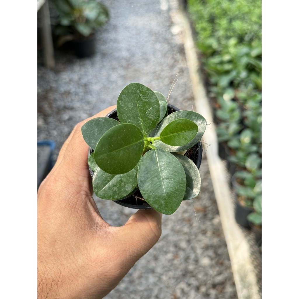 มุมมอง 3