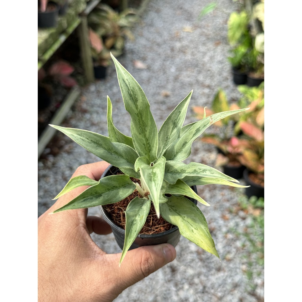 มุมมอง 3