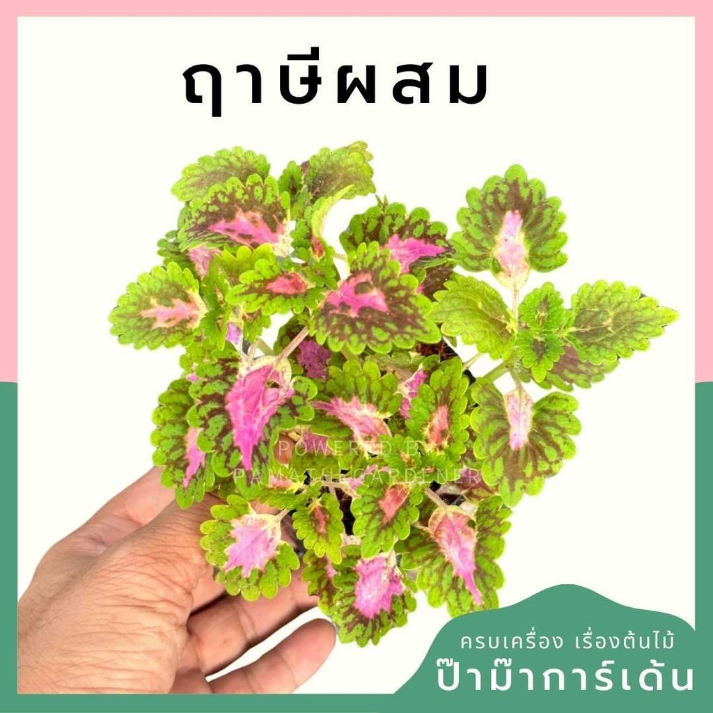 ฤาษีผสม พร้อมกระถาง 3 นิ้ว