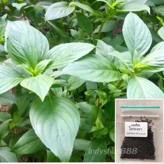 เมล็ดพันธุ์โหระพาบ้าน 900-3000 เมล็ด คัดพิเศษ มีคู่มือปลูก [10 เเถม 1 คละได้]