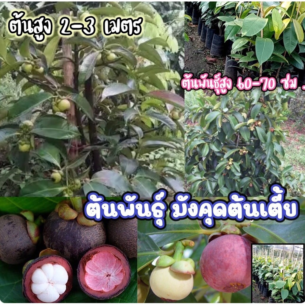 ตันพันธุ์ มังคุดต้นเตี้ย มีความสุง ไม่เกิน 3 เมตร  ปลูกง่าย โตไว ทนต่อโรค