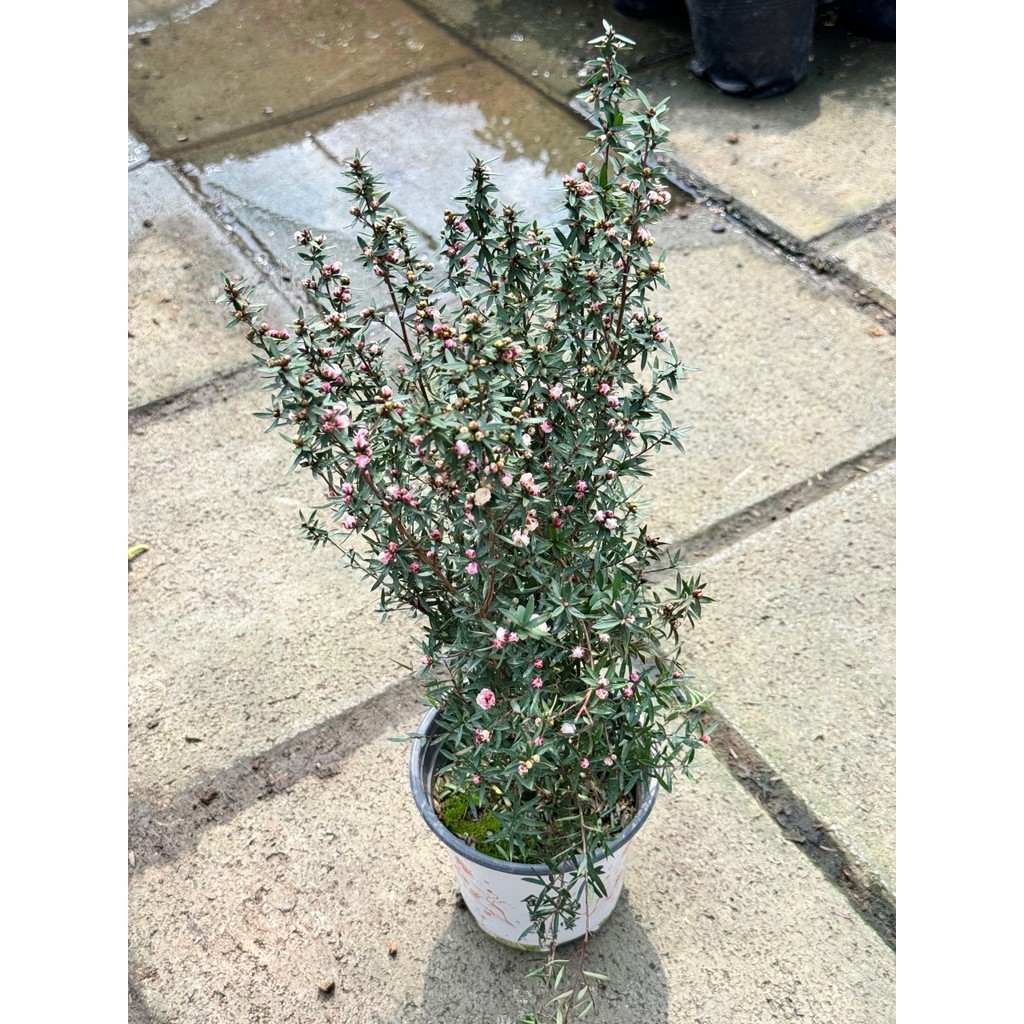 มุมมอง 2