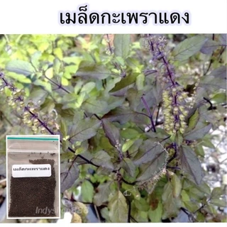 เมล็ดพันธุ์ กะเพราแดง ผักสวนครัว 900-2000 เมล็ด มีคู่มือปลูก [10 แถม 1 คละได้]