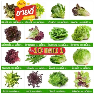 เมล็ดพันธุ์ ผักสลัดอินทรีย์ 20-300 เมล็ด 9 บาท มีคู่มือการปลูก กรีนโอค บัตเตอร์เฮด ฟินเลย์ เรดคอส [10 แถม1 คละได้]