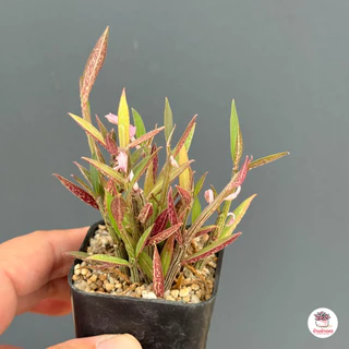 Euphorbia neorubella (Red Monadenium) กระถาง 2 นิ้ว ไม้อวบน้ำ กุหลาบหิน cactus&succulentหลากหลายสายพันธุ์