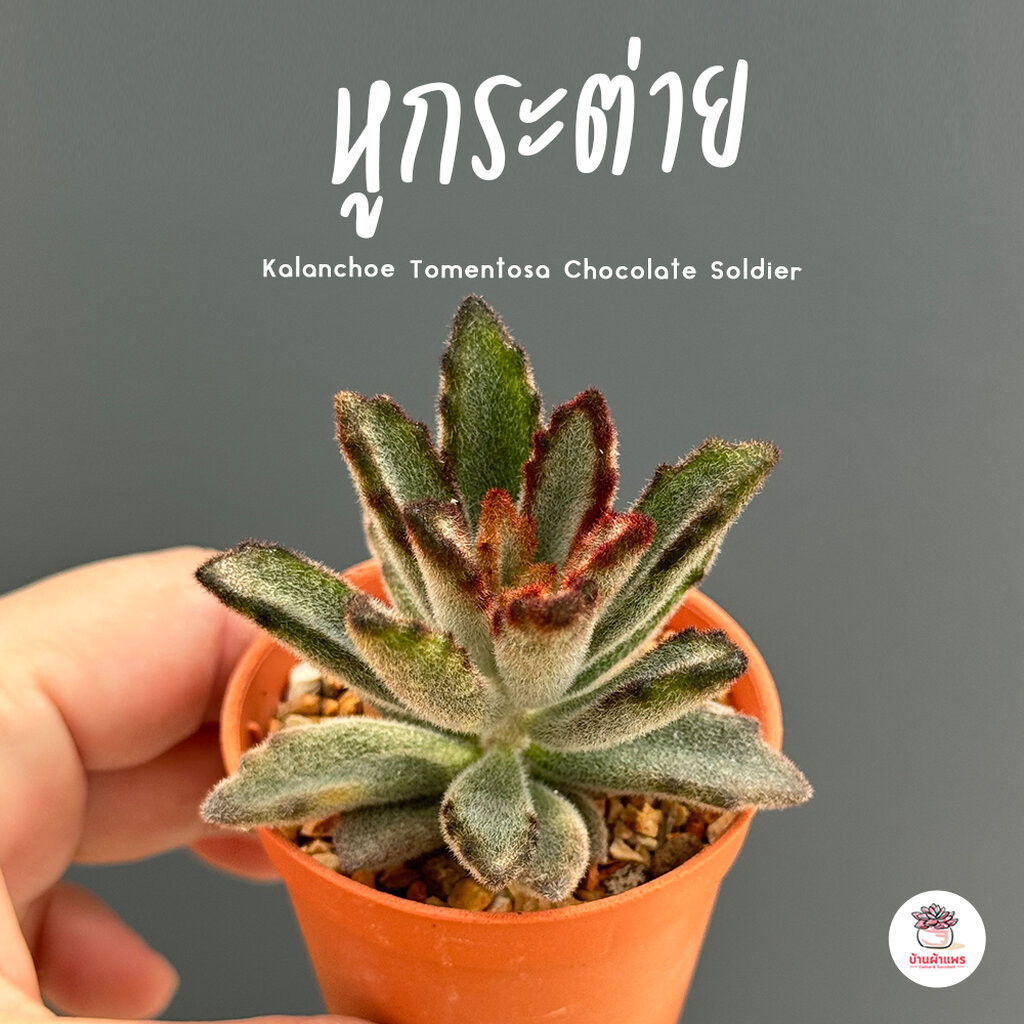 หูกระต่าย Kalanchoe Tomentosa Chocolate Soldier ไม้อวบน้ำ กุหลาบหิน cactus&succulent