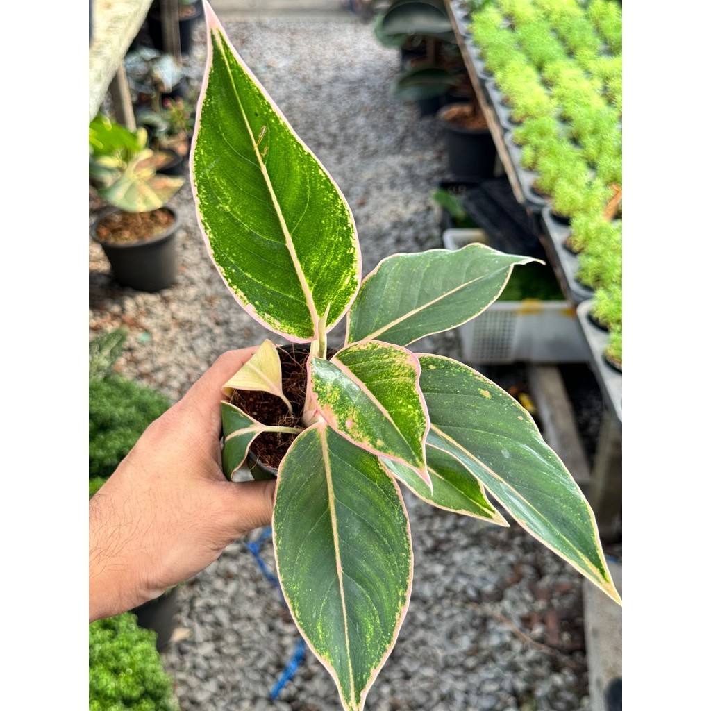 มุมมอง 3