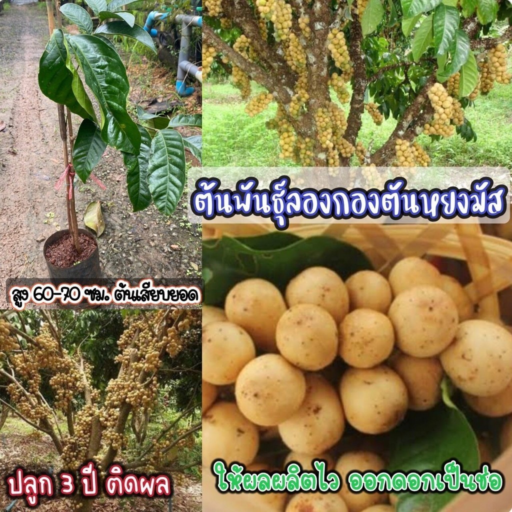 ต้นพันธุ์ ลอกกอง ตันหยงมัสแท้ ต้นพันธุ์แท้ สูงประมาณ 60 ถึง 70เซนติเมตร ต้นพันธุ์เสียบยอดติดสนิท ปลูก 3 ปี ให้ผลผลิตแล้ว