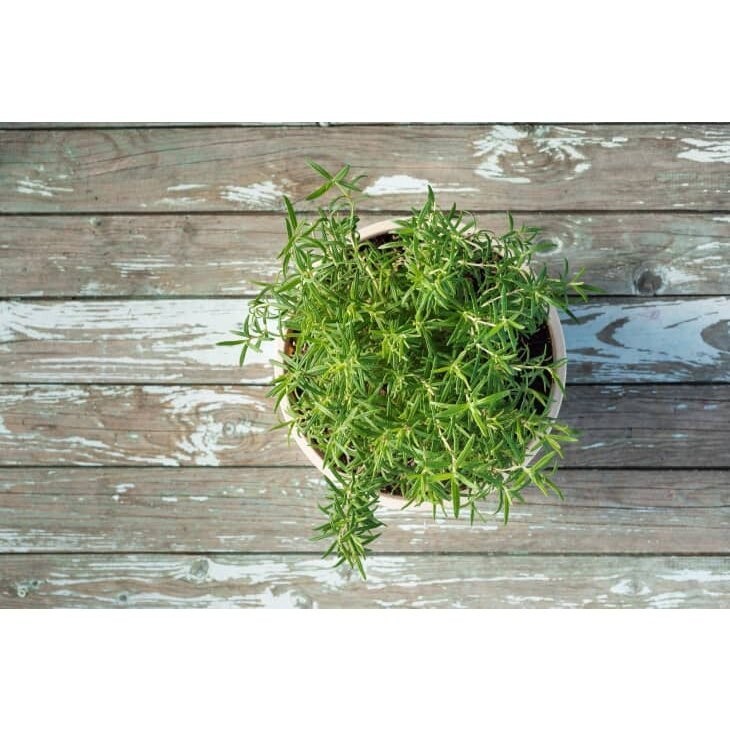 เมล็ดพันธุ์ โรสแมรี Rosemary ปลูกง่าย อัตรางอกสูง 9-25 เมล็ด ออร์แกนิค (ซื้อ 10 แถม 1 คละได้) - รูปที่ 4