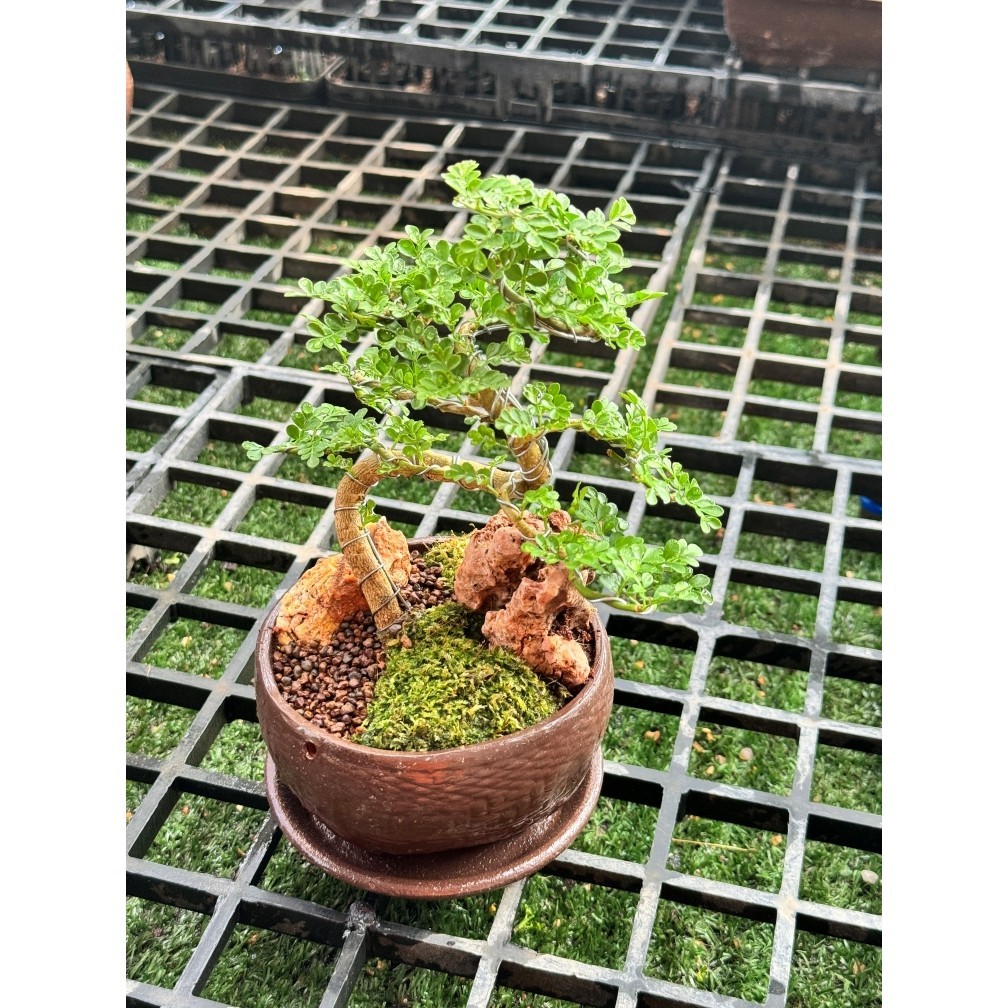 มุมมอง 4