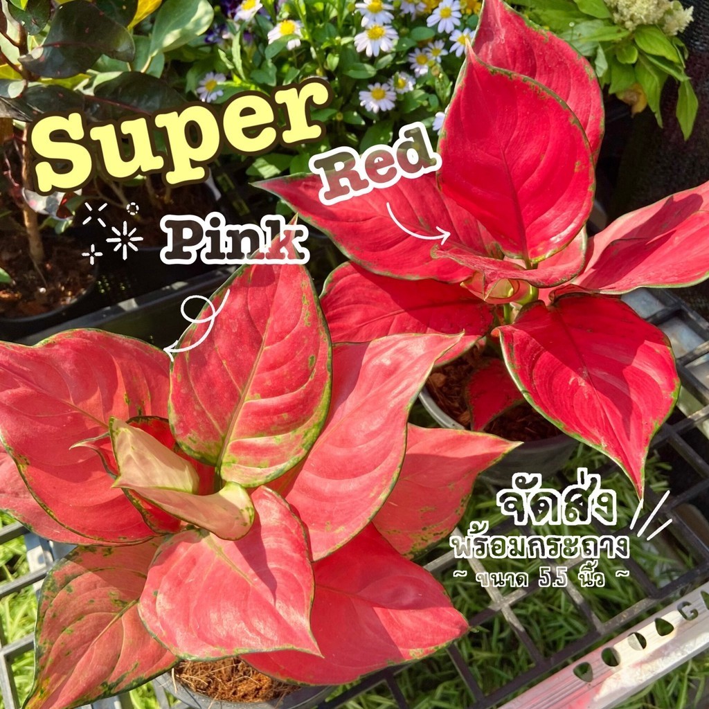 ต้นซุปเปอร์เรด / ต้นซุปเปอร์พิ้งค์ (Aglaonema “super red / super pink”) ฟอร์มสวย ต้นไม้ฟอกอากาศ ต้นไม้มงคล