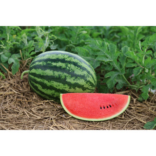 เมล็ดพันธุ์ แตงโม เมล็ดพันธุคัดพิเศษ 30-70 เมล็ด มีคู่มือปลู…