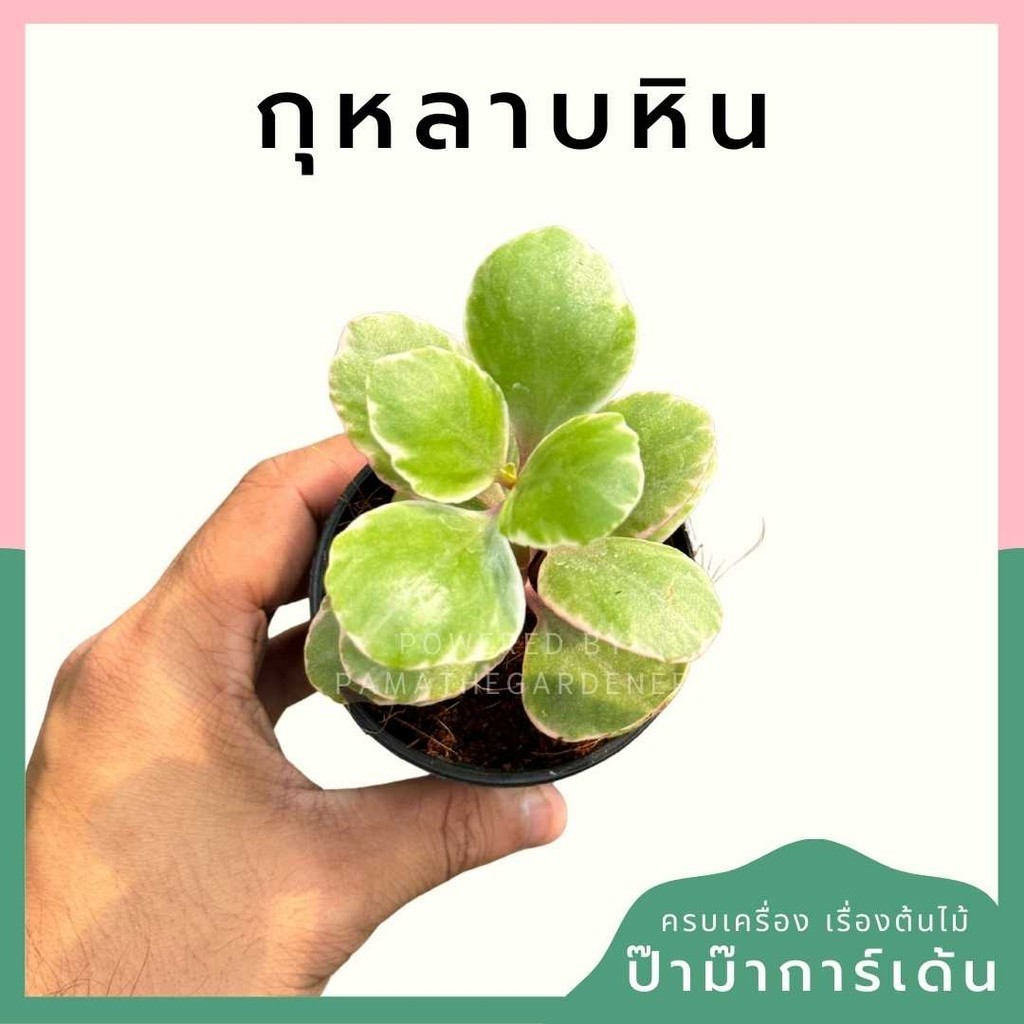 กุหลาบหิน กระถาง 3 นิ้ว