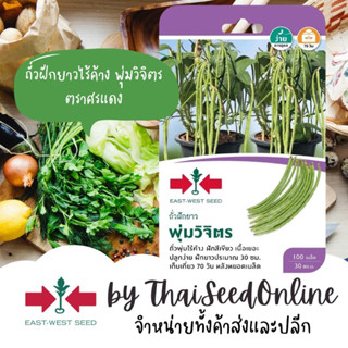 Sorndang(ศรแดง) GGEW 7/69 เมล็ดพันธุ์ซฟ ถั่วฝักยาว ถั่วพุ่ม …