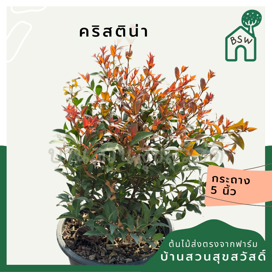 คริสติน่า กระถาง 5 นิ้ว