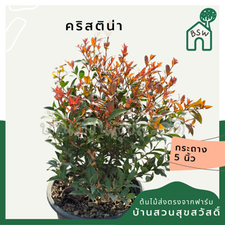 คริสติน่า กระถาง 5 นิ้ว