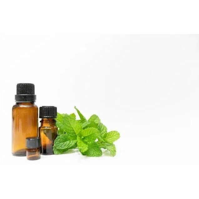 มิ้นญี่ปุ่น สเปียร์มินต์ เมล็ดพันธุ์   Japanese mint 90-200 เมล็ด (ซื้อ 10 แถม 1 คละได้) ราคา ถูกที่สุด ดีลบีเคเค แกลเลอรีภาพที่ 6