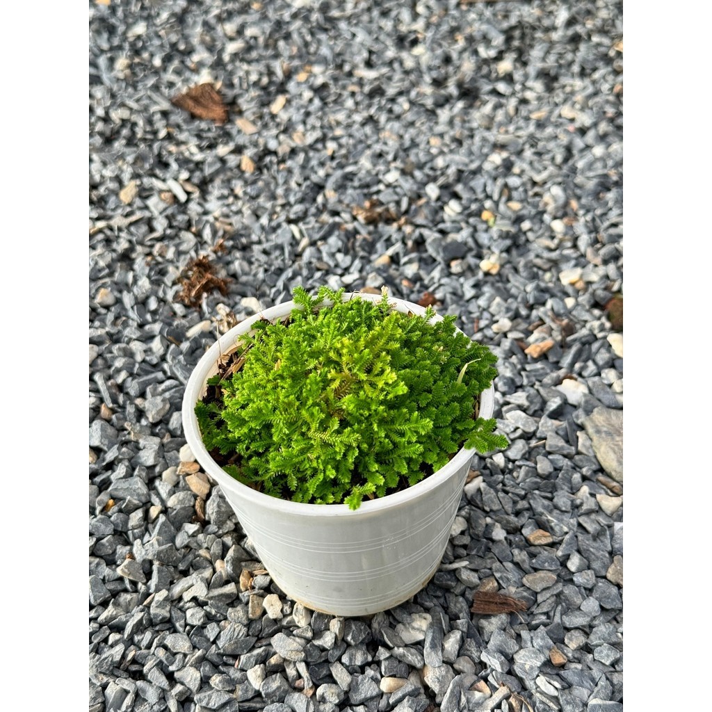 มุมมอง 6