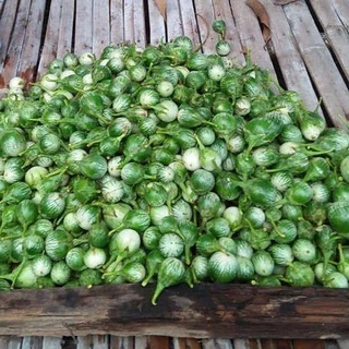 เมล็ดพันธุ์ เมล็ดมะเขือเปราะ ลายคางกบ มะเขือลายคางกบ 100 เมล็ด [10 แถม 1 คละได้]