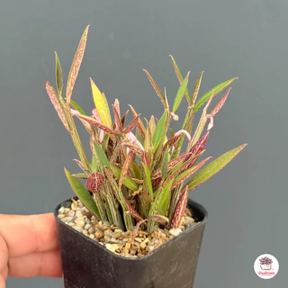 Euphorbia neorubella (Red Monadenium) กระถาง 2 นิ้ว ไม้อวบน้ำ กุหลาบหิน cactus&succulentหลากหลายสายพันธุ์