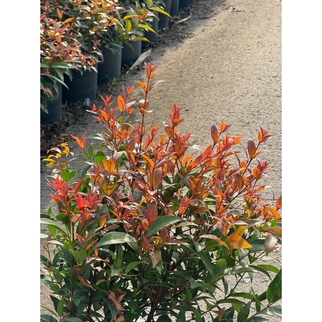 มุมมอง 5