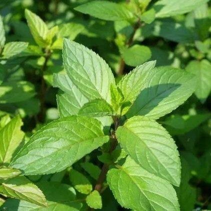 มิ้นญี่ปุ่น สเปียร์มินต์ เมล็ดพันธุ์   Japanese mint 90-200 เมล็ด (ซื้อ 10 แถม 1 คละได้) ราคา ถูกที่สุด ดีลบีเคเค รูปภาพหลัก