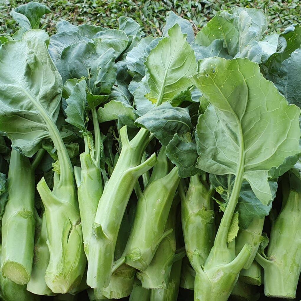 เมล็ดพันธุ์ เมล็ดคะน้าเห็ดหอม คะน้าต้น 400-1000 เมล็ด [ 10 เเถม 1 คละได้]