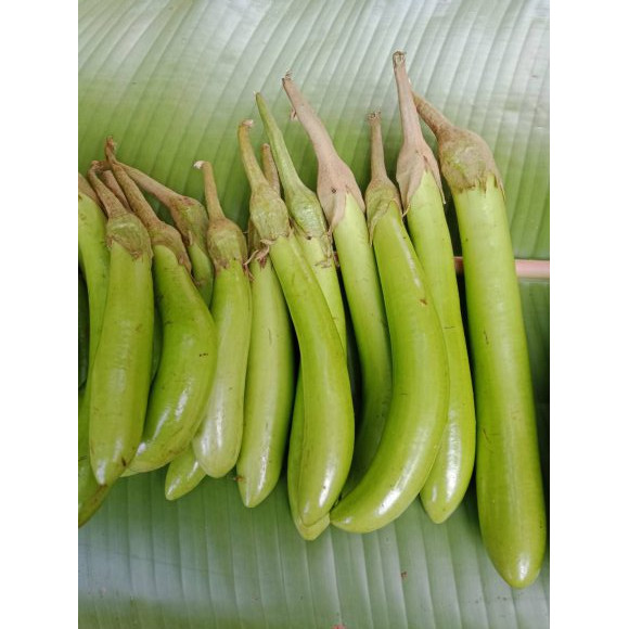 เมล็ดพันธุ์ มะเขือยาว มะเขือยาวเขียว 100-200 เมล็ด มีคู่มือปลูก [10 แถม 1 คละได้]