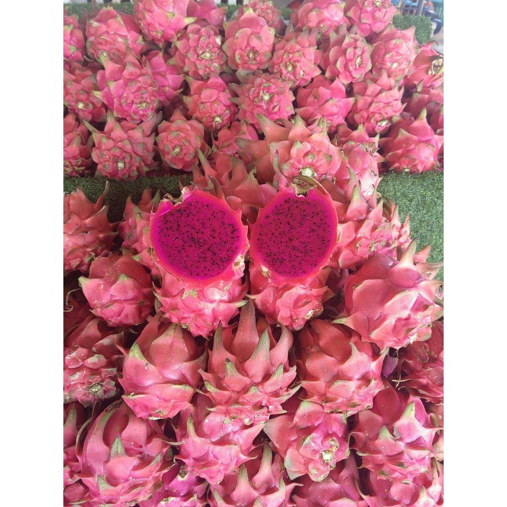 ปุ๋ยยารามีร่า​ 25-7-7 แบ่งขาย 1,5 เร่งใบ เร่งแตกยอด เร่งราก โตเร็ว รากแข็งแรง เหมาะกับพืชผัก ตราปุ๋ยเรือใบ ปุ๋ยเคมี - รูปที่ 5