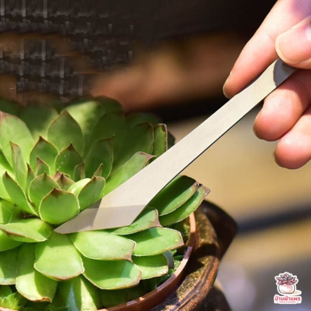 เซตมีดคว้านตอ แยกหน่อ ตัดแต่ง แคคตัส กระบองเพชร ไม้อวบน้ำ cactus&succulent - รูปที่ 7