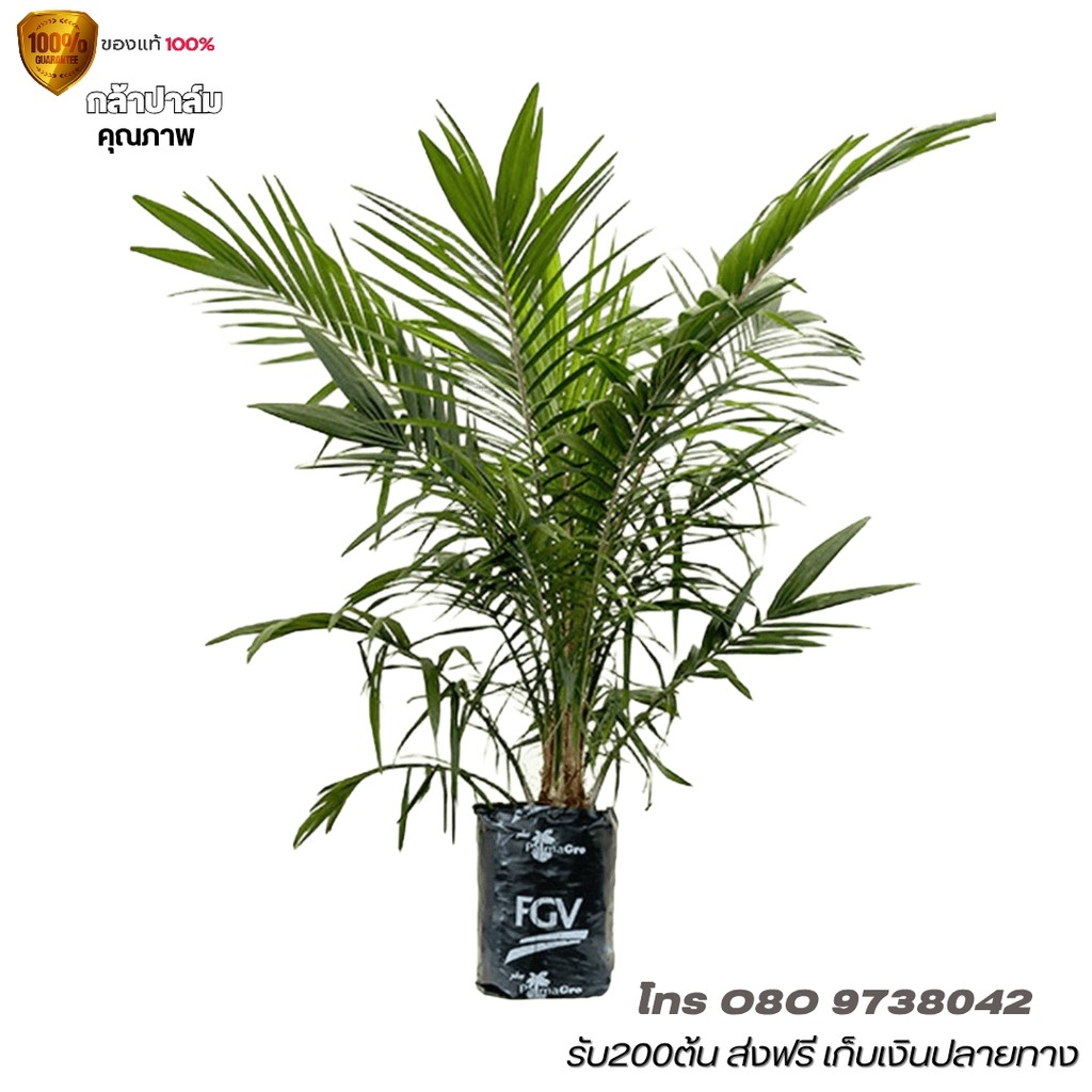 กล้าปาล์ม, ยังกัมบิML161 แท้100%  ⭐⭐⭐⭐⭐ โทร 080 9738042