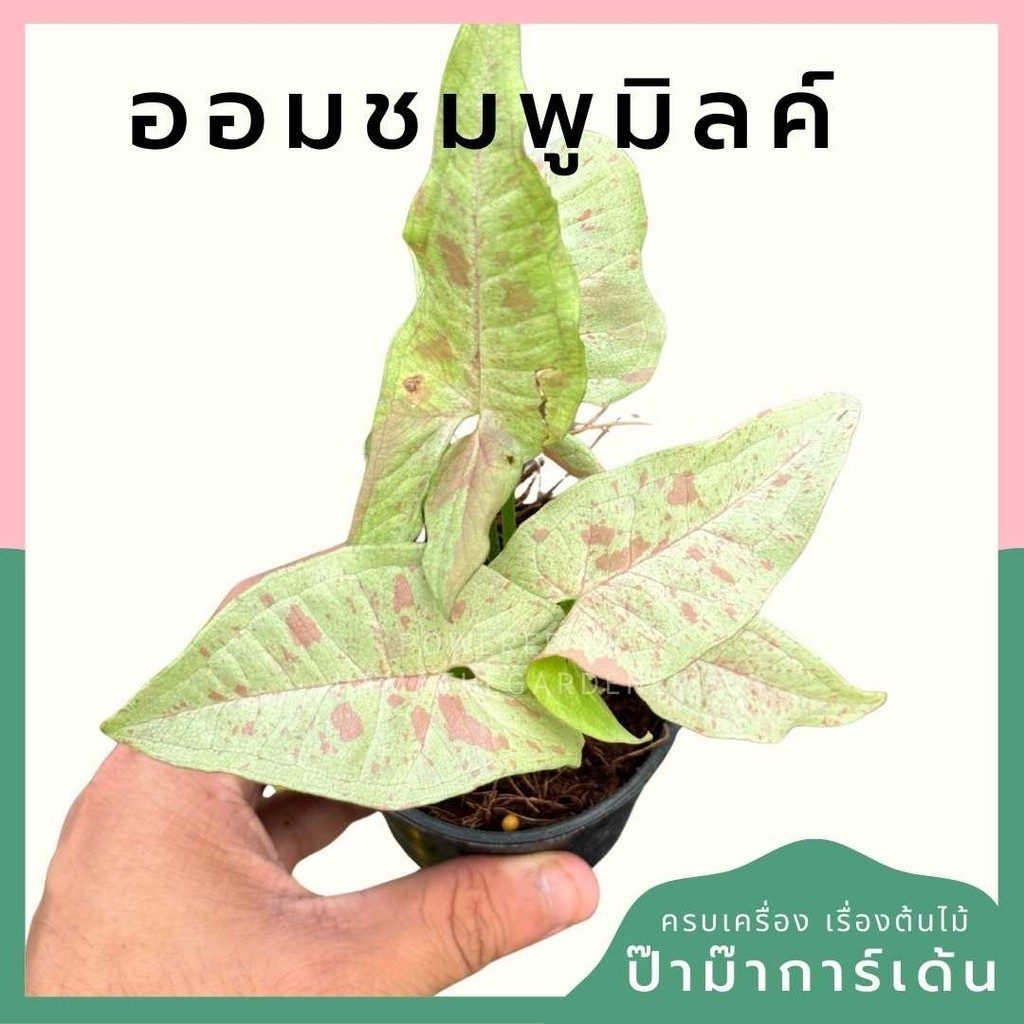 ออมชมพูมิลค์ พร้อมกระถาง 3 นิ้ว