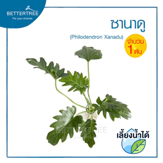 ซานาดู (จำนวน 1 ต้น)สามารถเลี้ยงน้ำได้ Philodendron ไม้ฟอกอากาศ