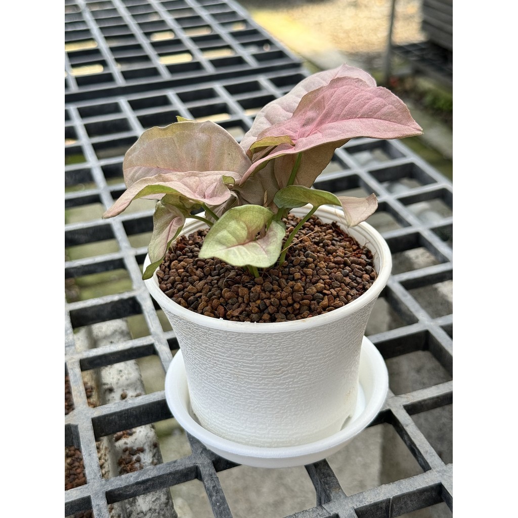 มุมมอง 5