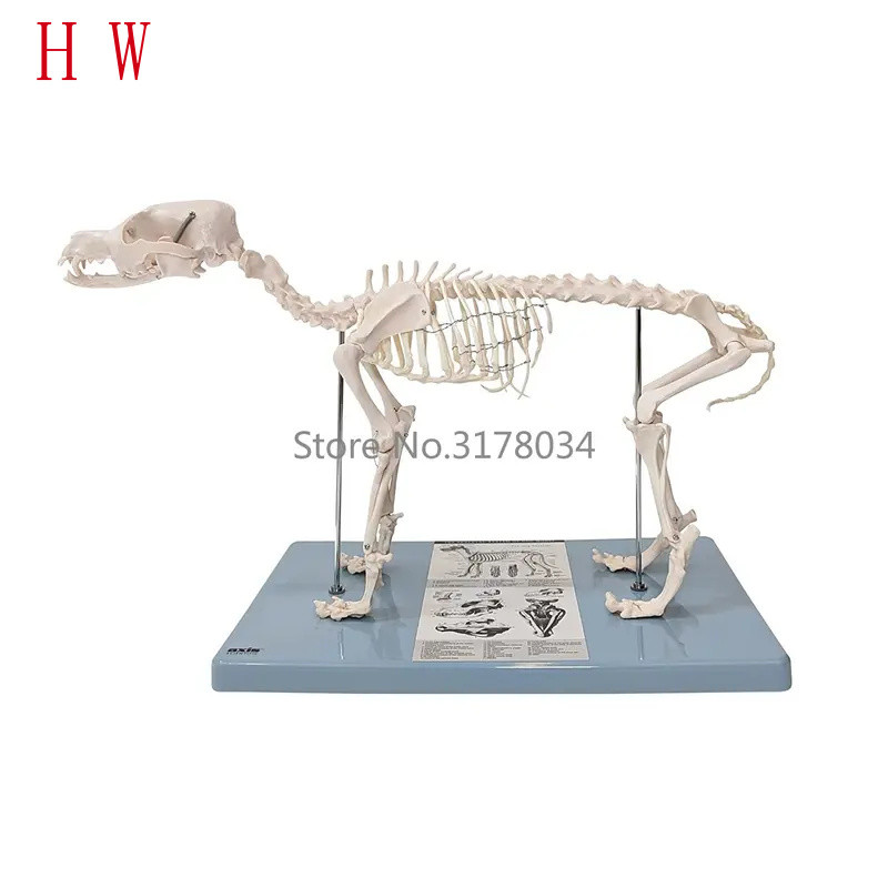 Anatomy Medical Lab Dog Cat Skeleton Model แก้ไขบนฐาน%