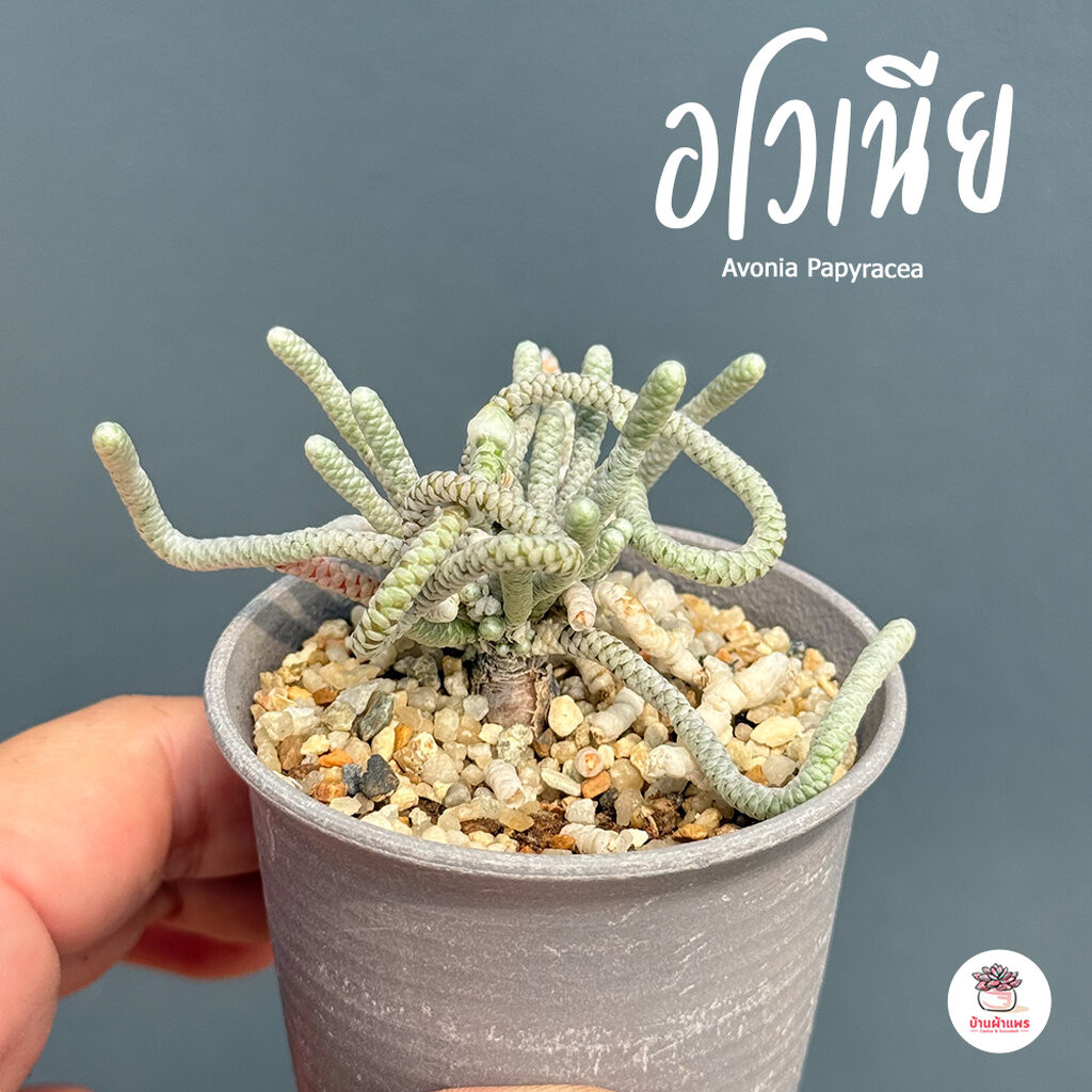 อโวเนีย Avonia quinaria ssp.alstonii ไม้อวบน้ำ กุหลาบหิน Cactus&Succulent