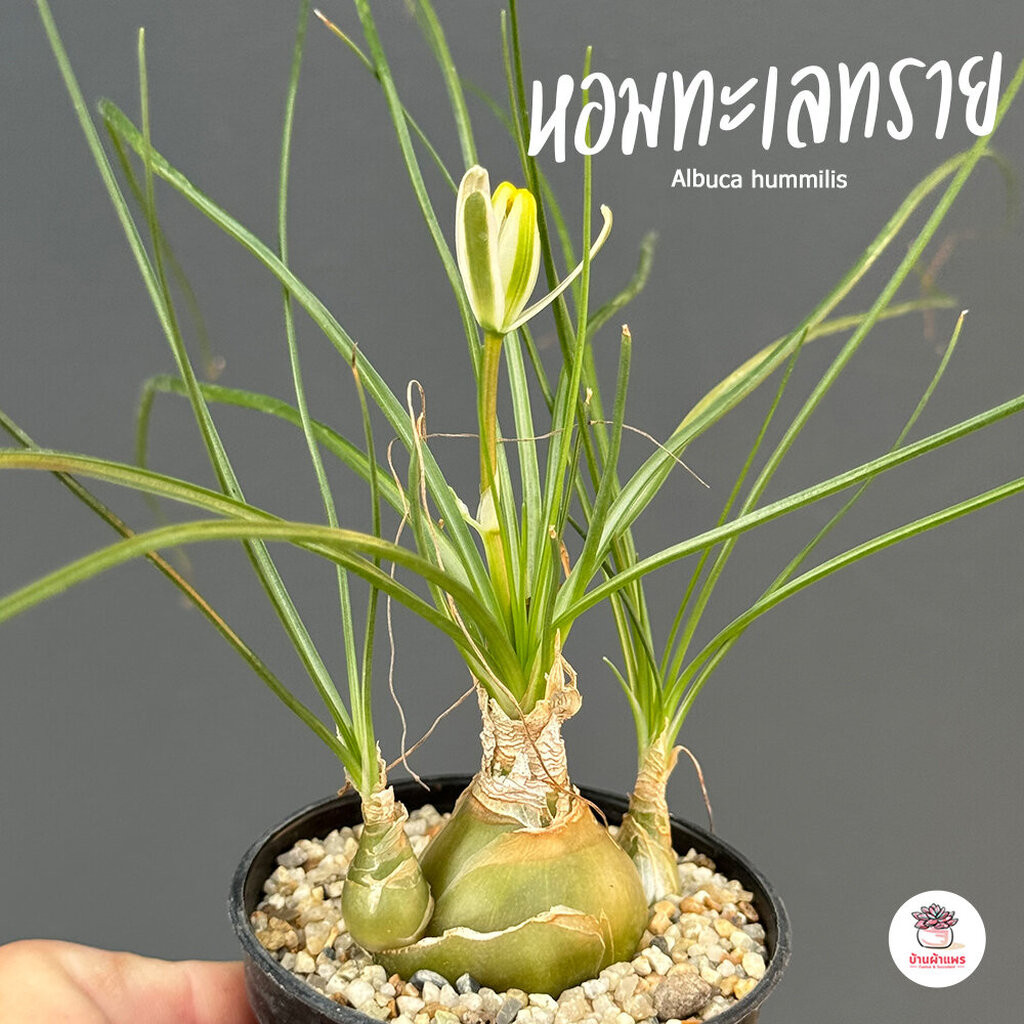 หอมทะเลทราย Albuca hummilis ไม้อวบน้ำ กุหลาบหิน Cactus&Succulent หลากหลายสายพันธุ์